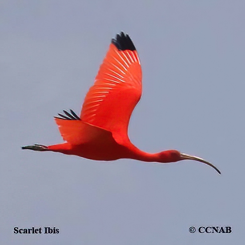Birds of North America
