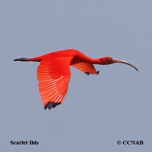 Scarlet Ibis