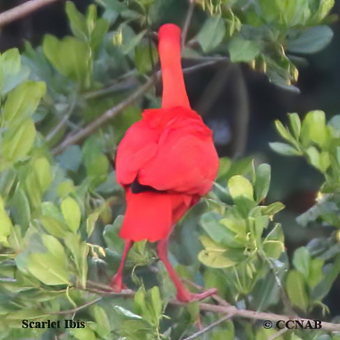 Scarlet Ibis