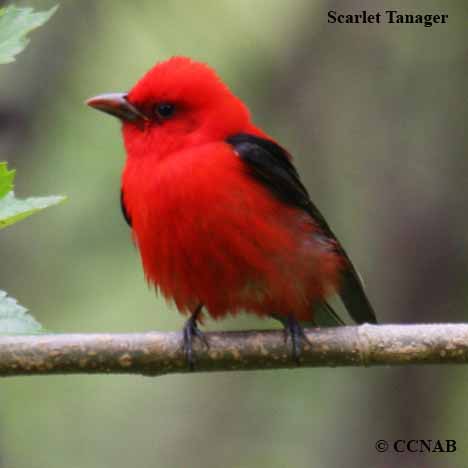 Scarlet Tanager