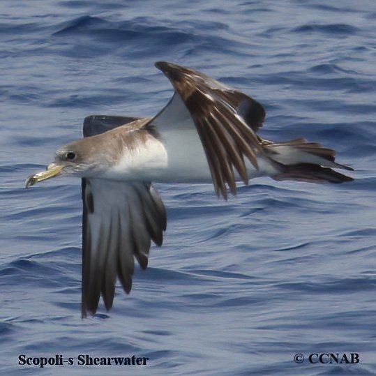Birds of North America