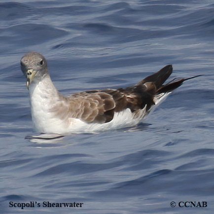 Birds of North America