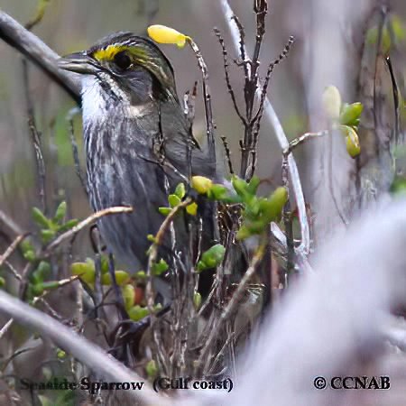 Seaside Sparrow (Gulf Coast)