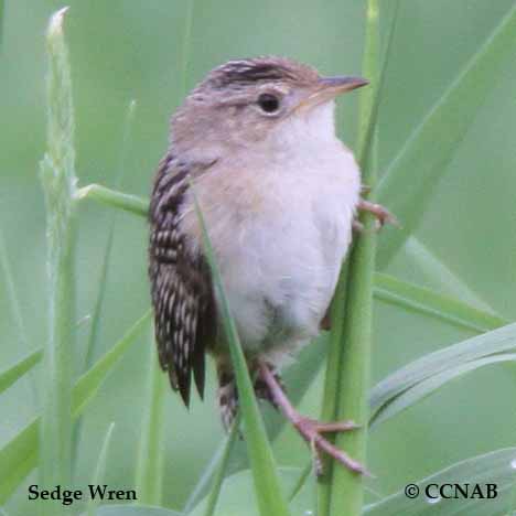 Sedge Wren