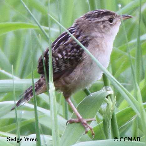 Sedge Wren