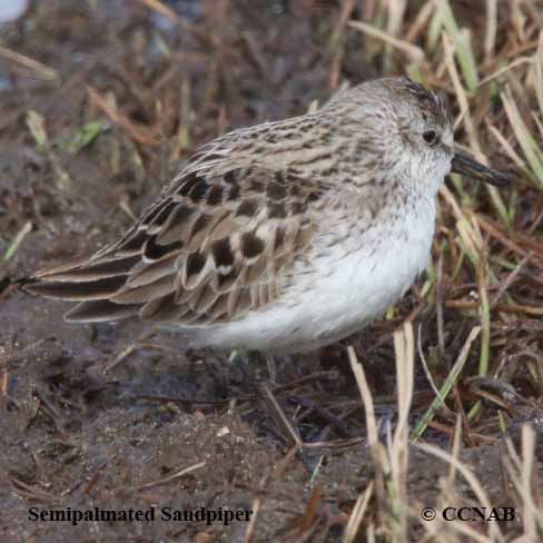 Semipalmated Sandpiper