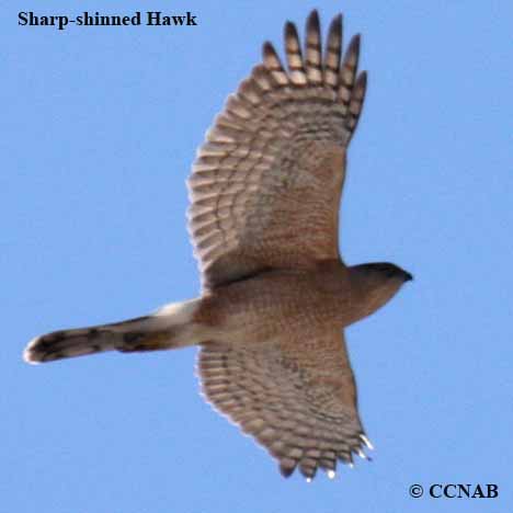 Sharp-shinned Hawk