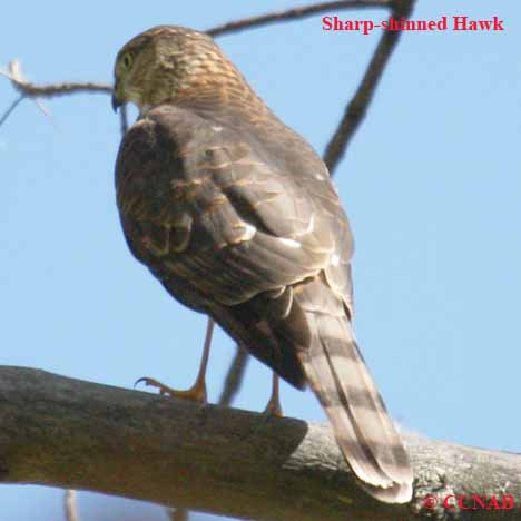 Sharp-shinned Hawk