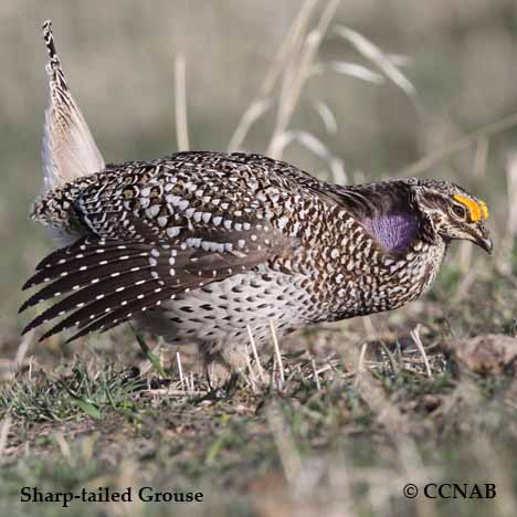 Birds of North America