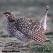Game Birds