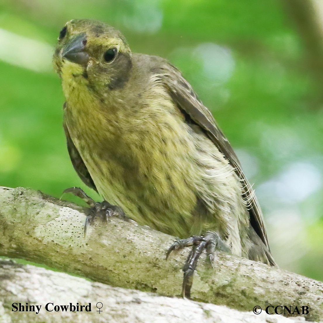 Shiny Cowbird