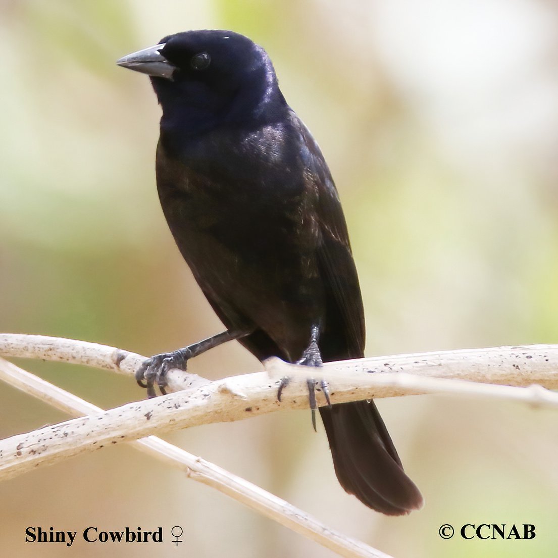 Shiny Cowbird