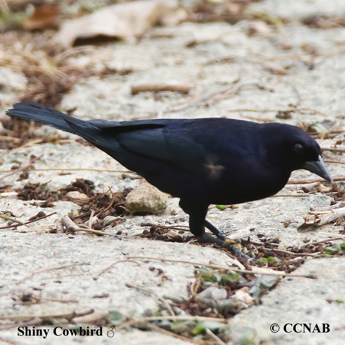 Birds of North America