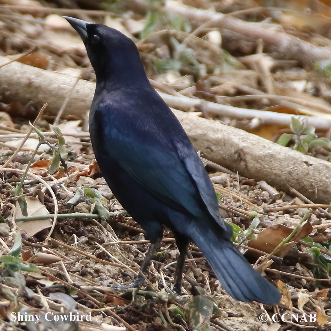 Shiny Cowbird