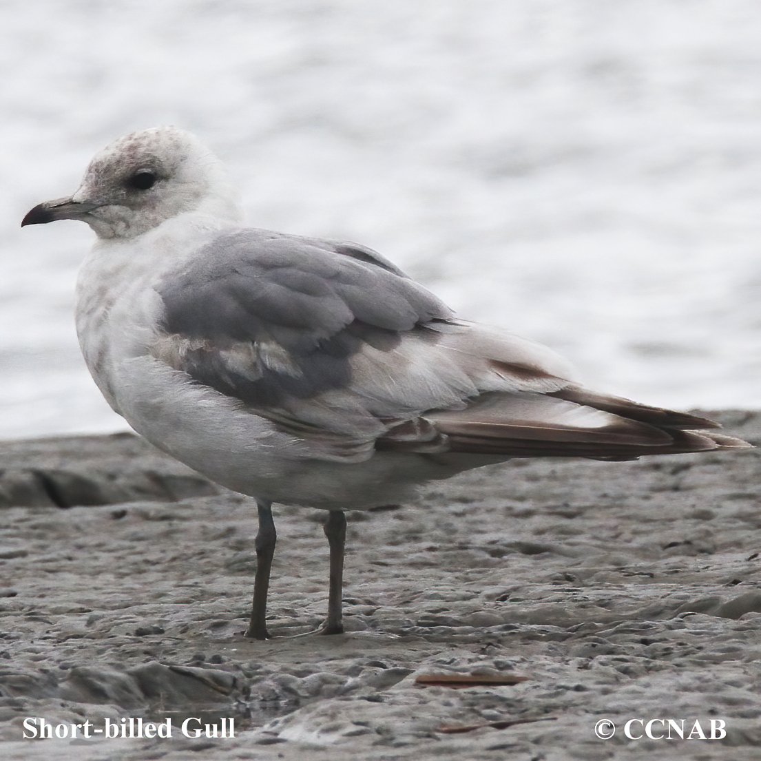 Short-billed Gull