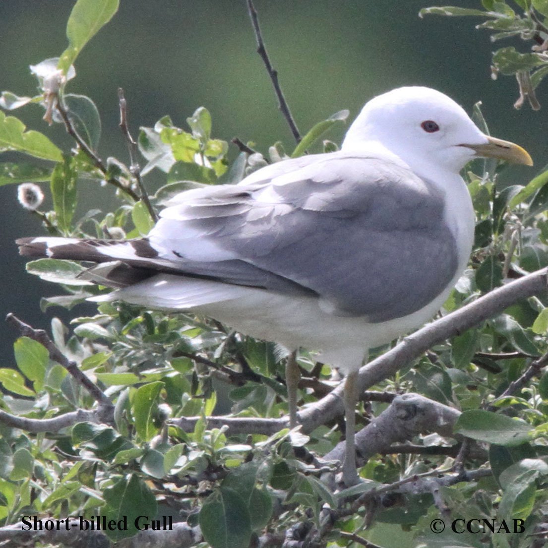 Birds of North America