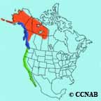 Short-billed Gull range map