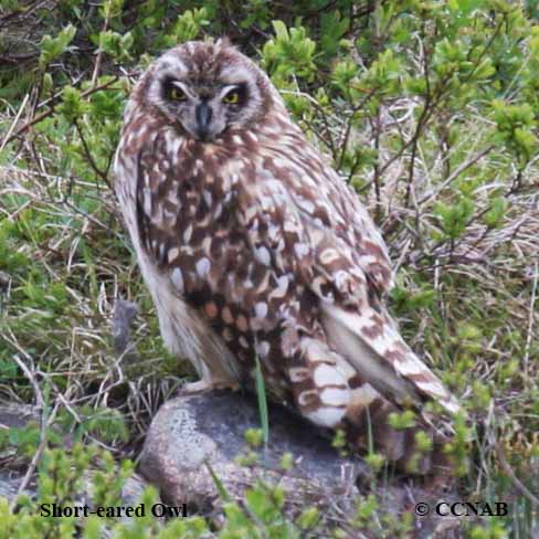 Short-eared Owl