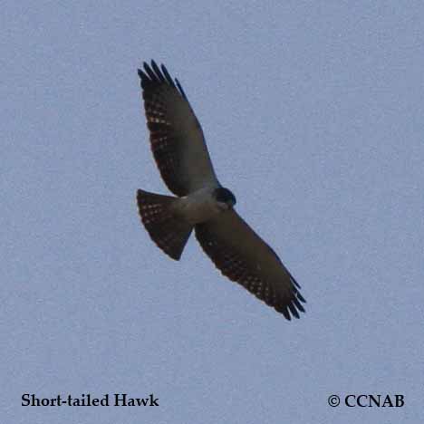 Short-tailed Hawk