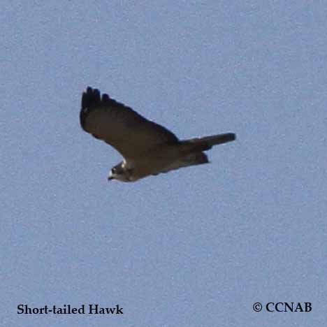 Short-tailed Hawk