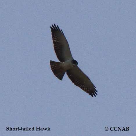 Short-tailed Hawk