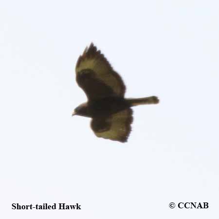 Short-tailed Hawk