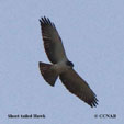 Short-tailed Hawk