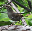 Sinaloa Wren