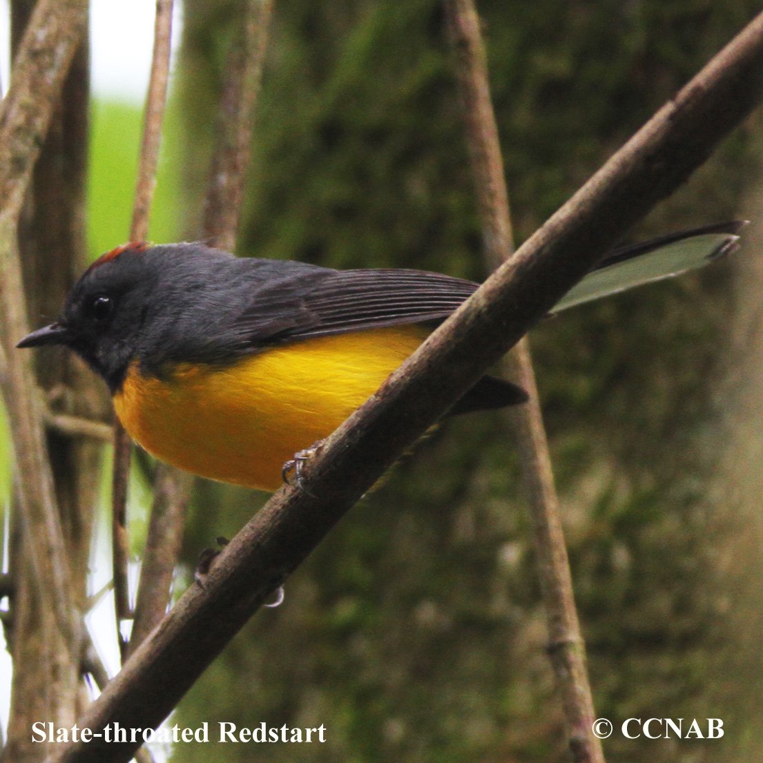 Birds of North America