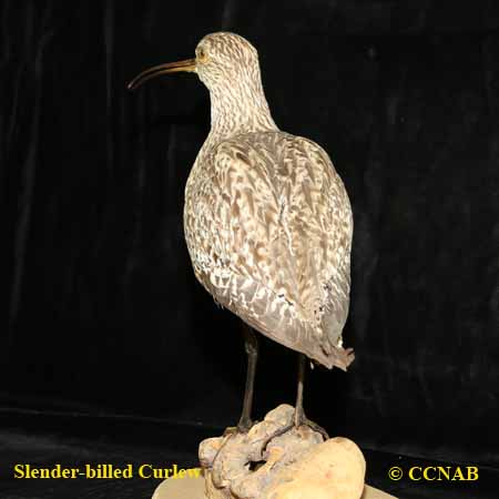 Slender-billed Curlew