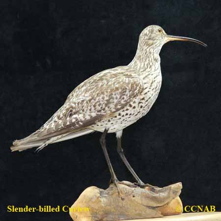 Slender-billed Curlew