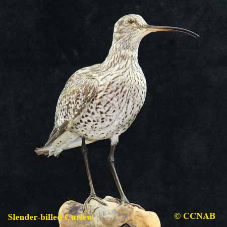 Slender-billed Curlew