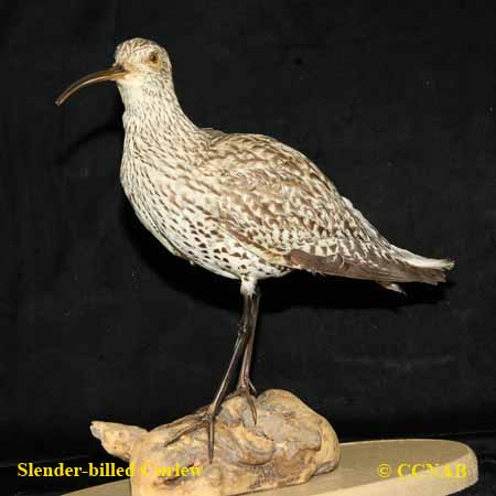 Slender-billed Curlew