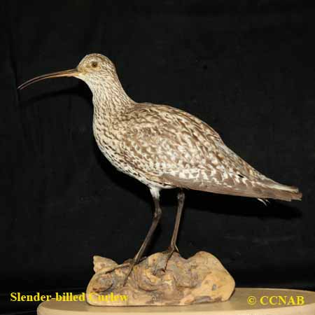 Slender-billed Curlew