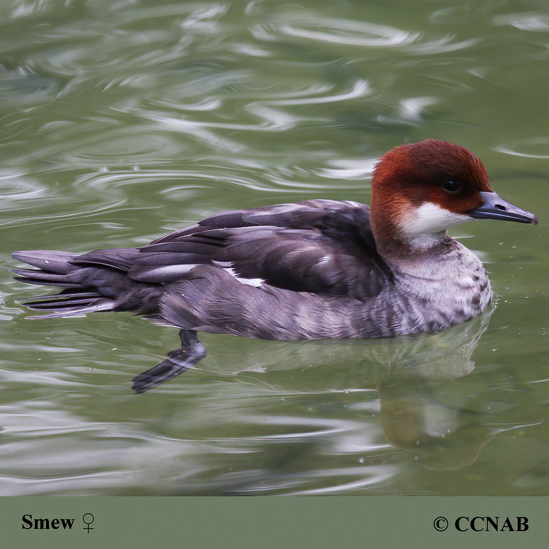 Smew