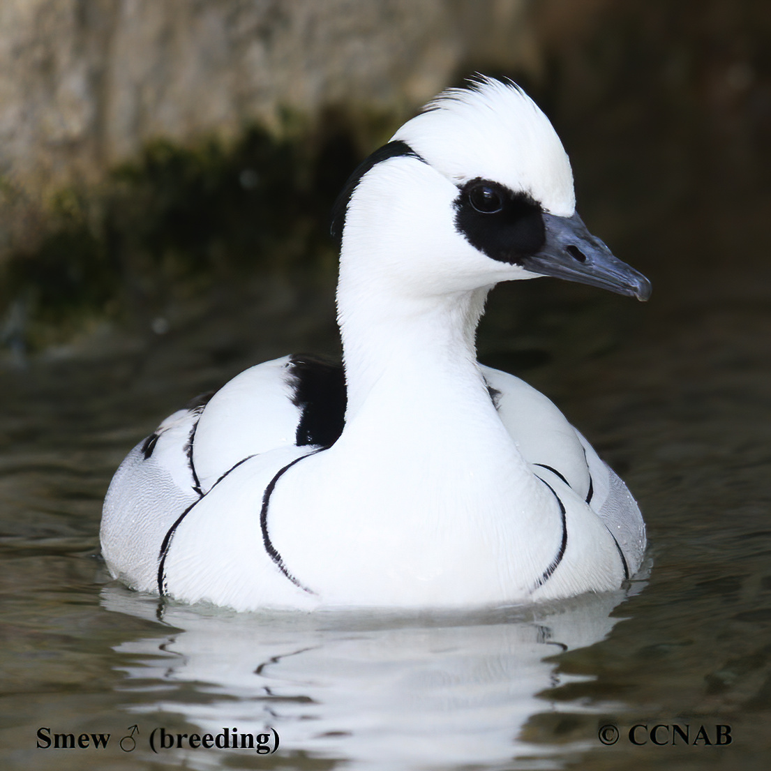 Birds of North America