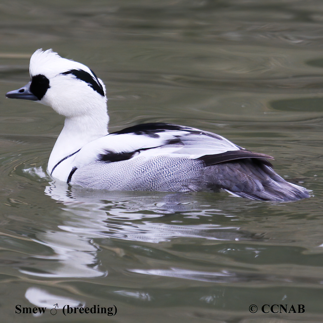 Smew