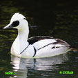 Smew range map