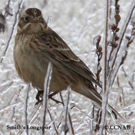 Smith's Longspur