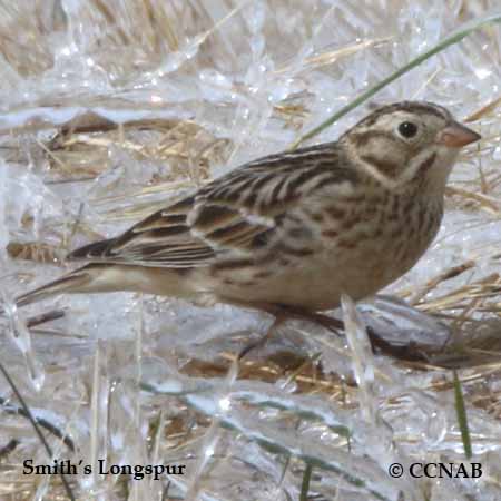 Birds of North America