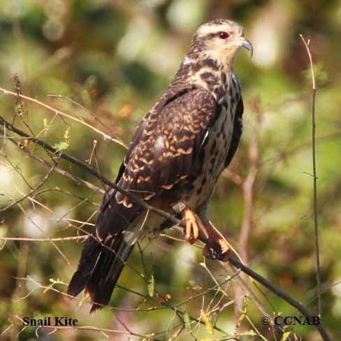 Birds of North America