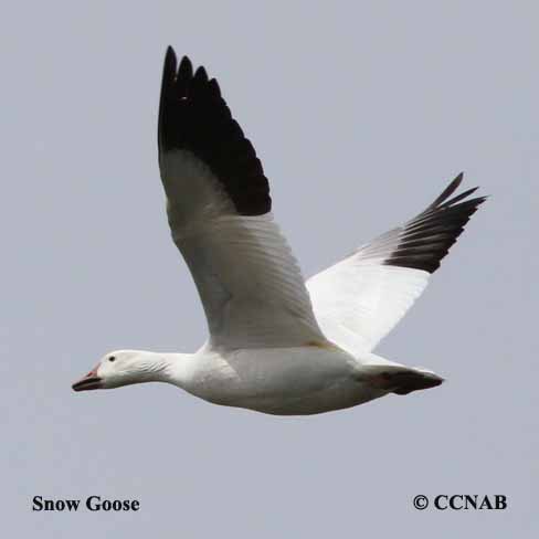 Snow Goose