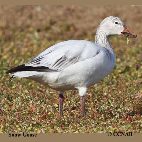 Snow Goose