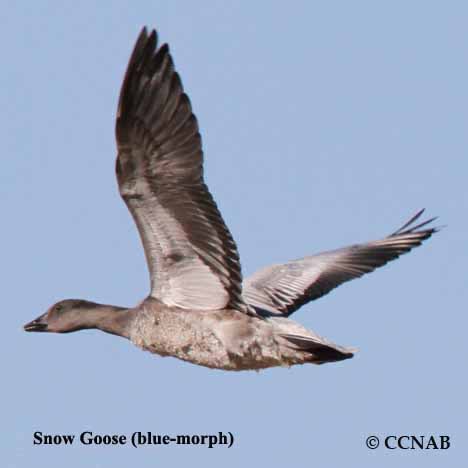 Snow Goose (blue-morph)