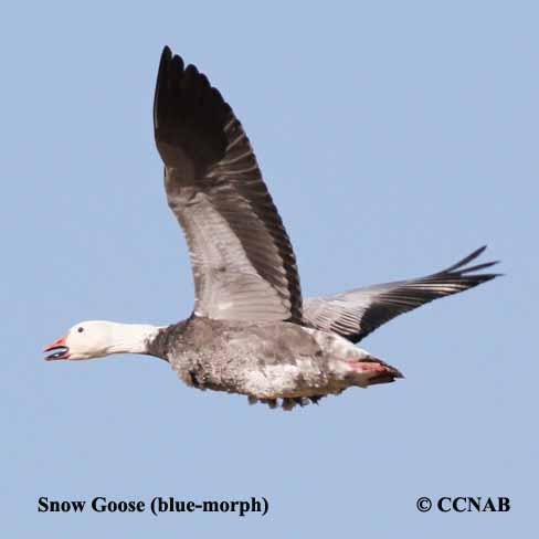Snow Goose (blue-morph)