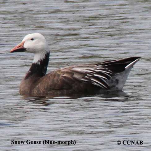 Snow Goose (blue-morph)