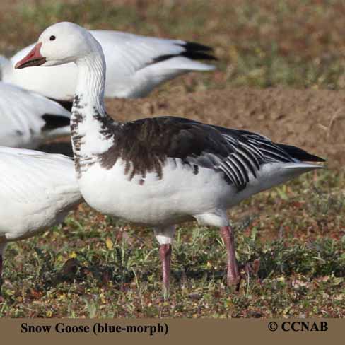 North American Geese