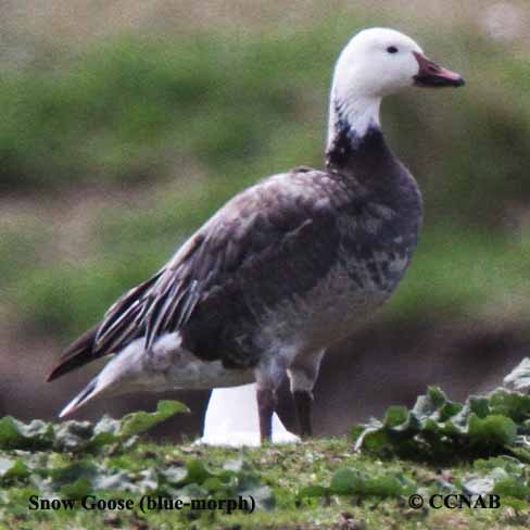 Snow Goose (blue-morph)