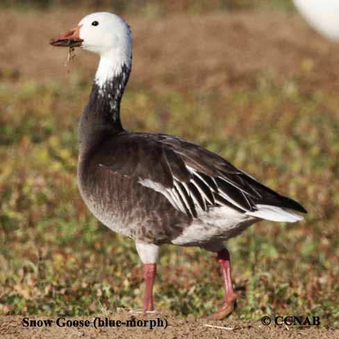 Birds of North America