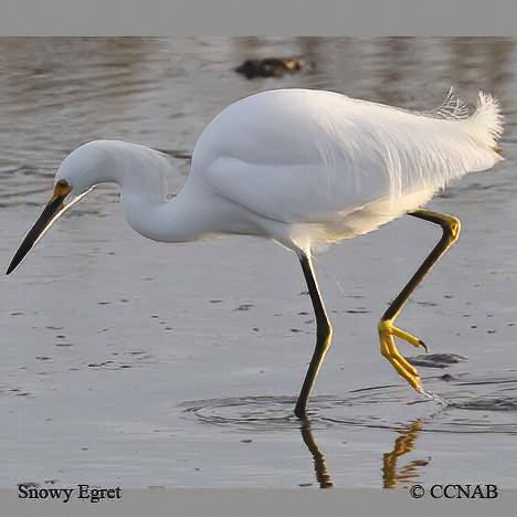 Birds of North America